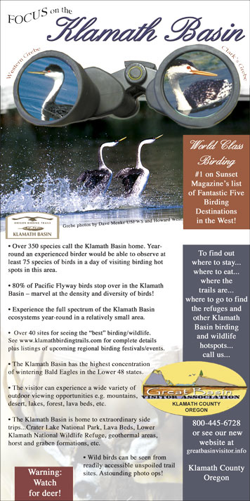 BirdingMag3-04.jpg
