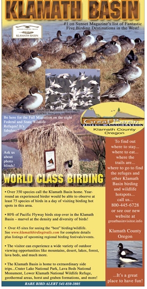 BirdingMag7-04.jpg